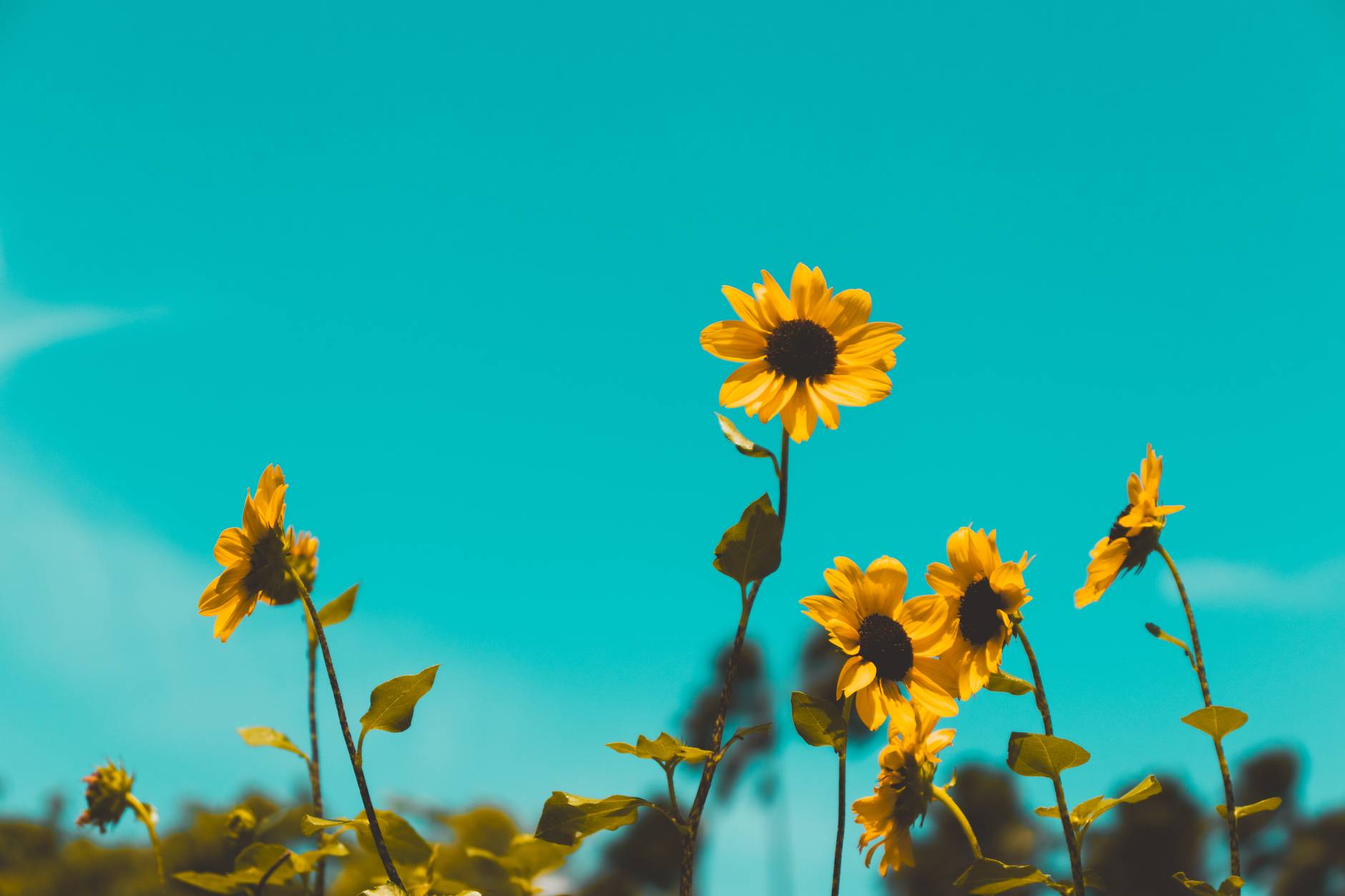 low angle photo of sunflowers