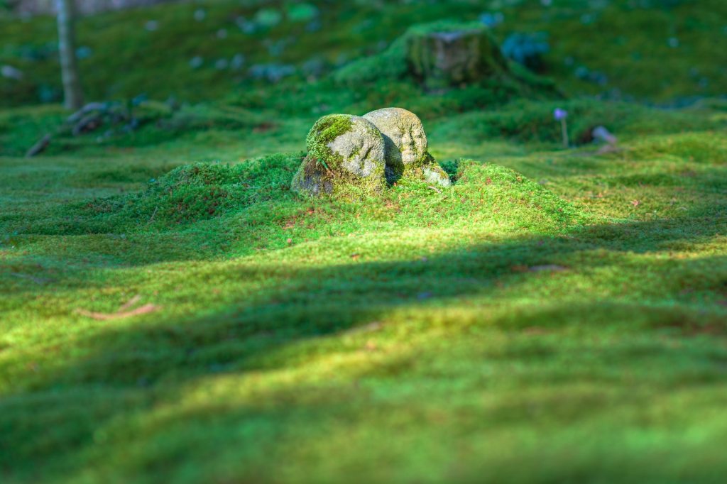 photo of grass field with two beings supporting each other