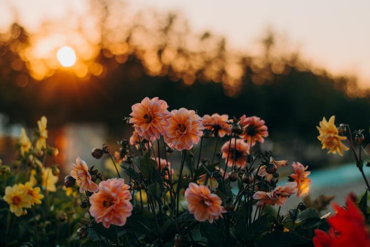 Photo of flowers with sun in background