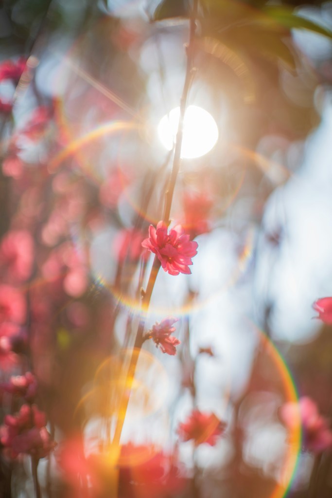 flowers with sun in background and refractory light creating rainbow like colors